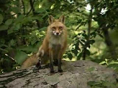 Youtube: Scream of the red fox