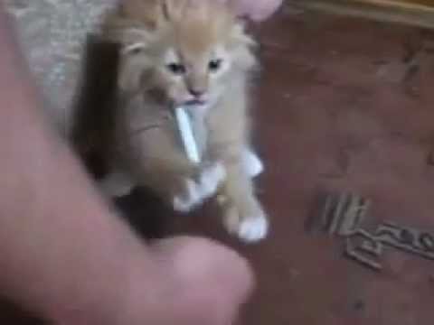 Youtube: Aggro Katze will ihre Zigarette nicht hergeben