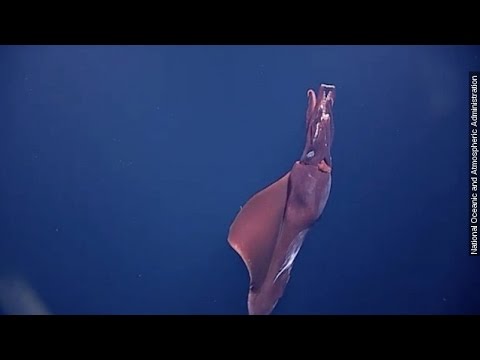 Youtube: Why Footage Of This 'Whiplash Squid' Is So Rare - Newsy