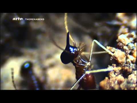 Youtube: Die geheime Welt der Termiten