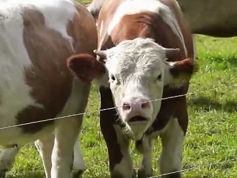 Youtube: Aufgebrachte Viehherde