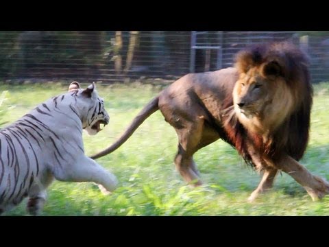 Youtube: Big Cats in Slow Mo