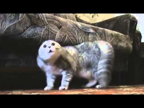 Youtube: Heavy Metal Cats