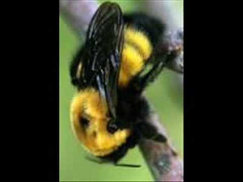Youtube: Bumble Boogie/B.Bumble and the Stingers