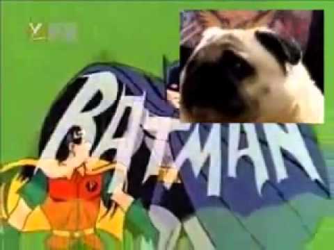 Youtube: Pug sings Batman theme. [VIDEO]