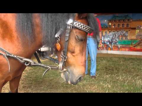 Youtube: Ponykarussell Düsseldorfer Rheinkirmes 12.07.2014