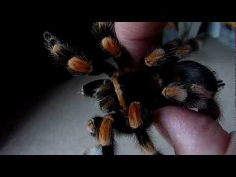 Youtube: Rotknie Vogelspinne brachypelma smithi bombadiert und beißt (meine Anmerkungen lesen!)