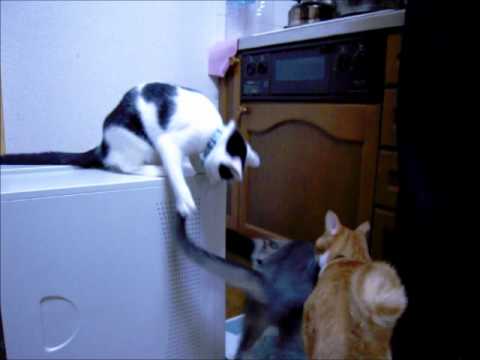 Youtube: 冤罪にゃ！Funny Cat Trolling