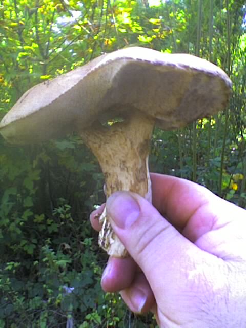 PILZ 7.10.13