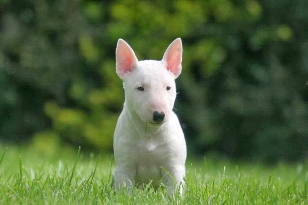 Bull Terrier Welpen