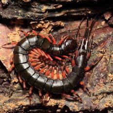 Scolopendra tigerleg china-232x232