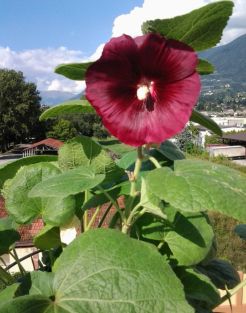 Blume Terrasse klein