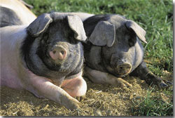 mohrenkopf schweine