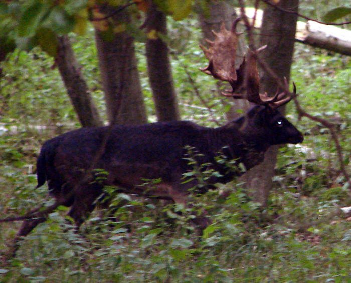 schwarzer Dammhirsch