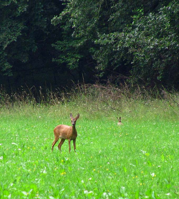 wald