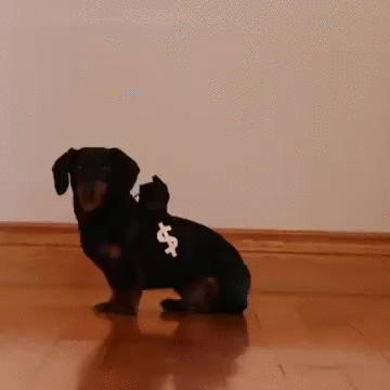 giphy police dog
