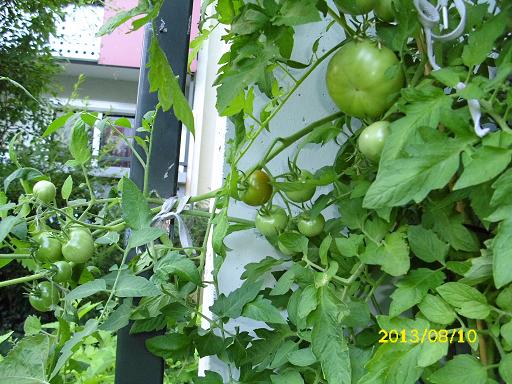 strauchtomaten u. fleischtomaten