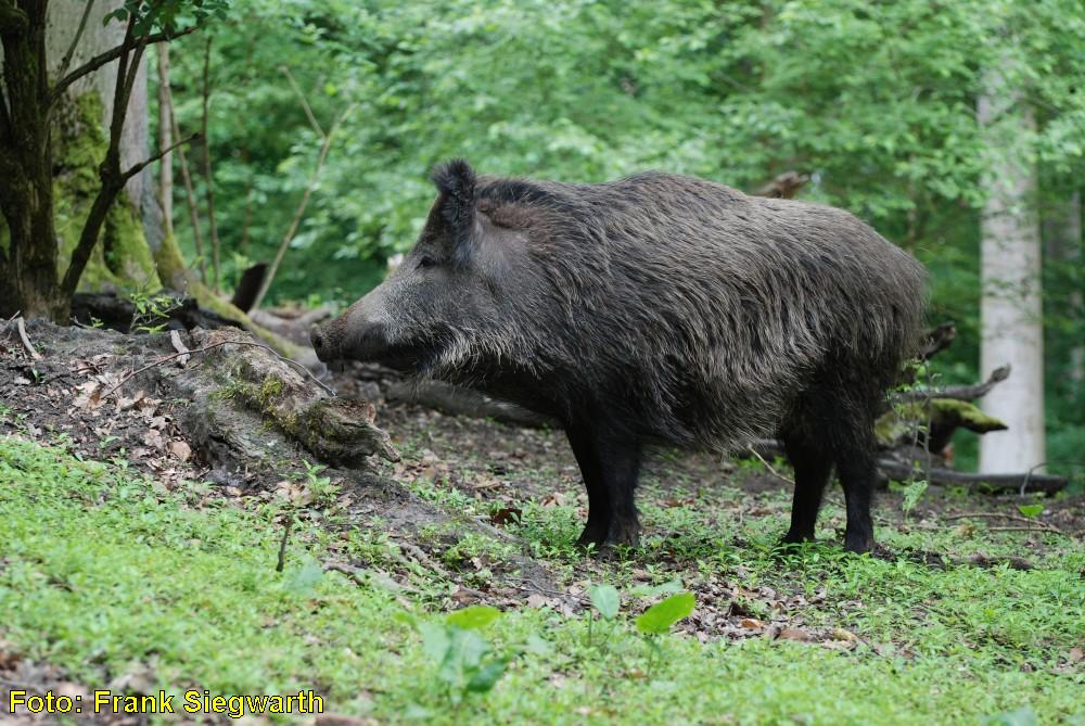 wildschwein