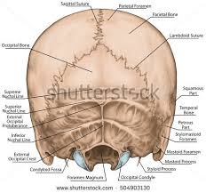 backbone