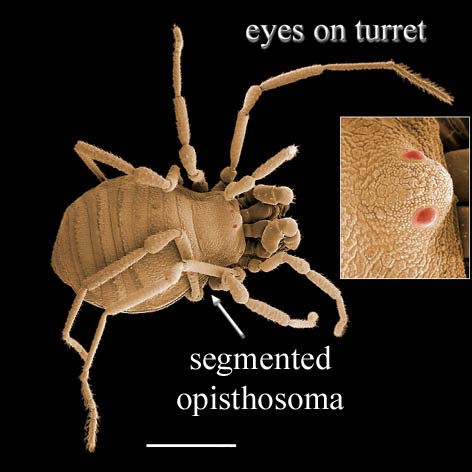 Opilionid