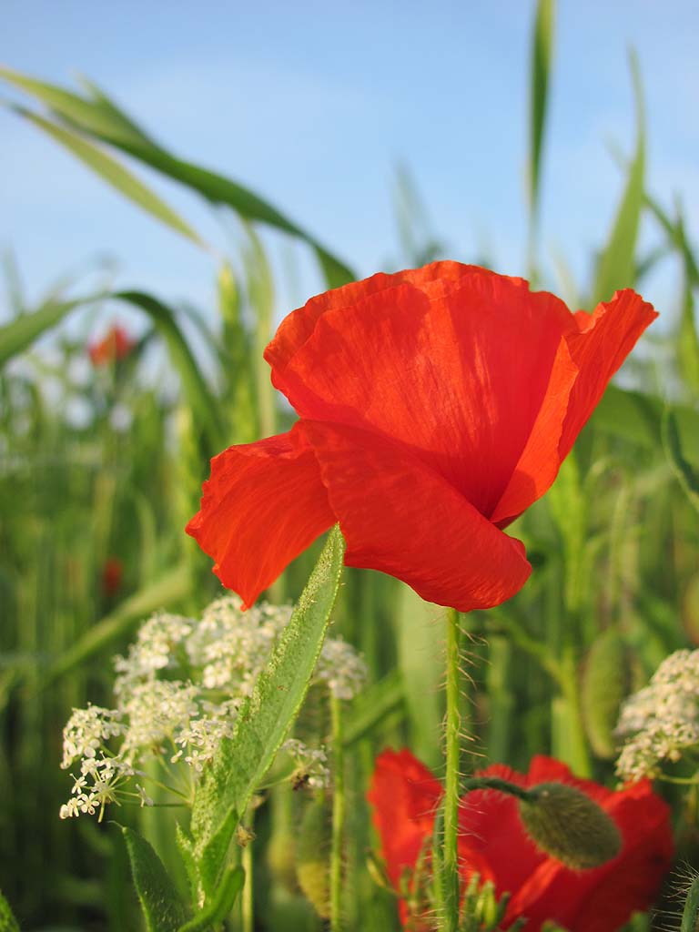 mohn