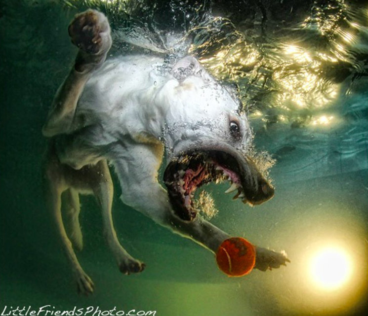 underwater-dogs-7