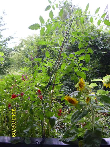 tomate im blumenkasten