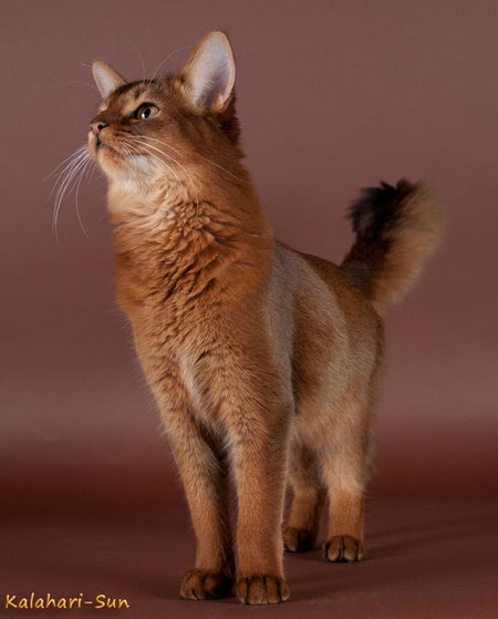 gibt es hier heiße Frauen die auf Katzen stehen? (zwischen 20 und 26) somali-katze-wildfarben-cattery-kalahari