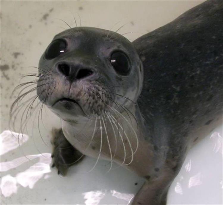 Die schönsten Tiere/Tierbilder der Welt random-pictures-328