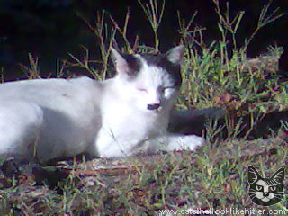 kitler2507