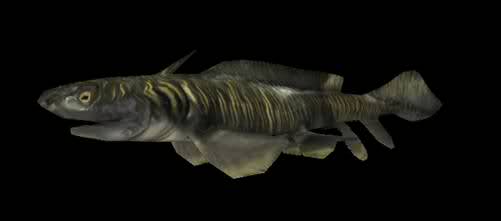 orthacanthus