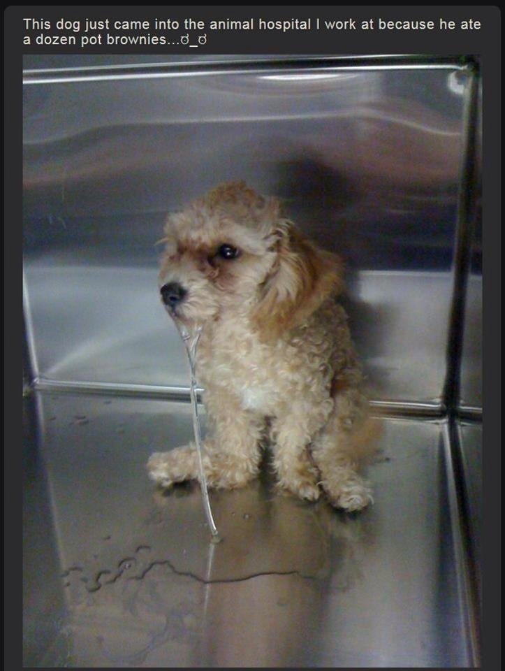 Bilder-Thread Doggotintothepot smallNotmineandprobably