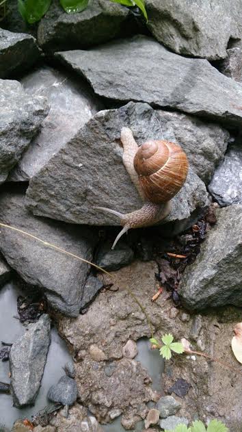 Schnecke