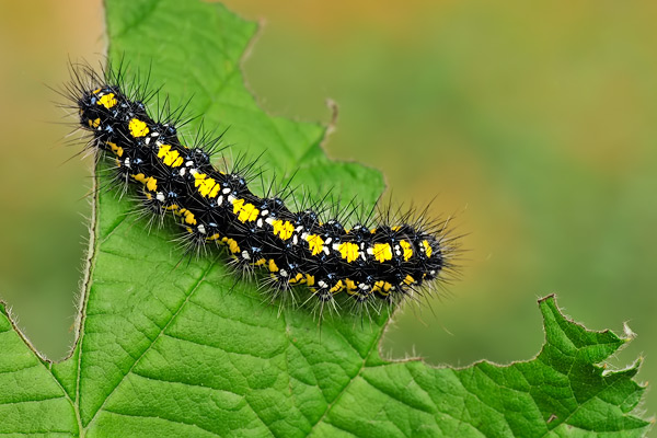 Raupe des Maivogels