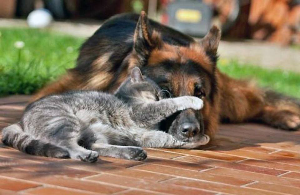 Die schönsten Tiere/Tierbilder der Welt tierbilder10