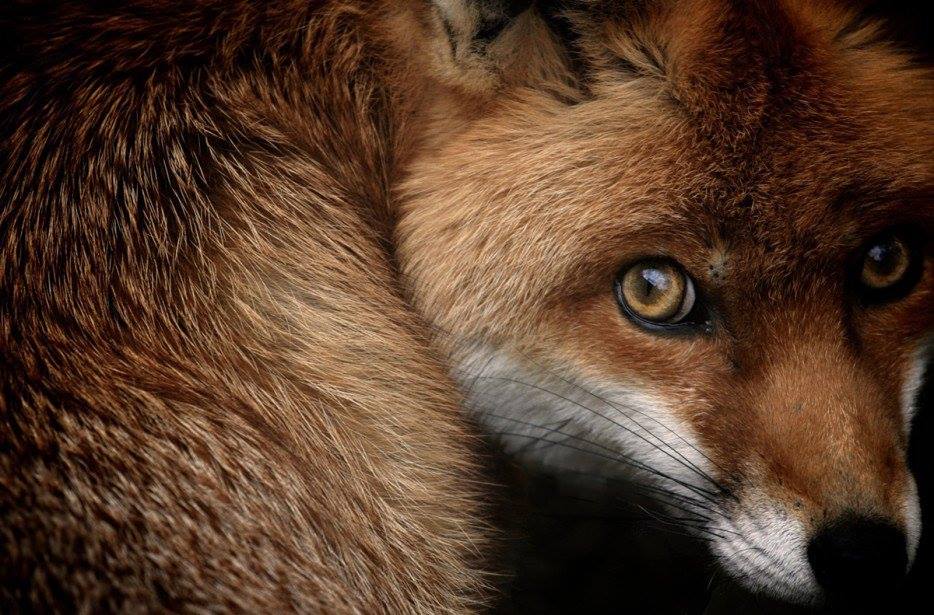 Die schönsten Tiere/Tierbilder der Welt tierbilder3