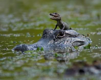 baby-alligator-ride