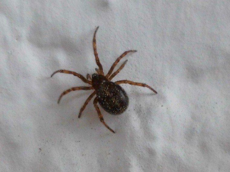 699433 Spinne auf Balkon