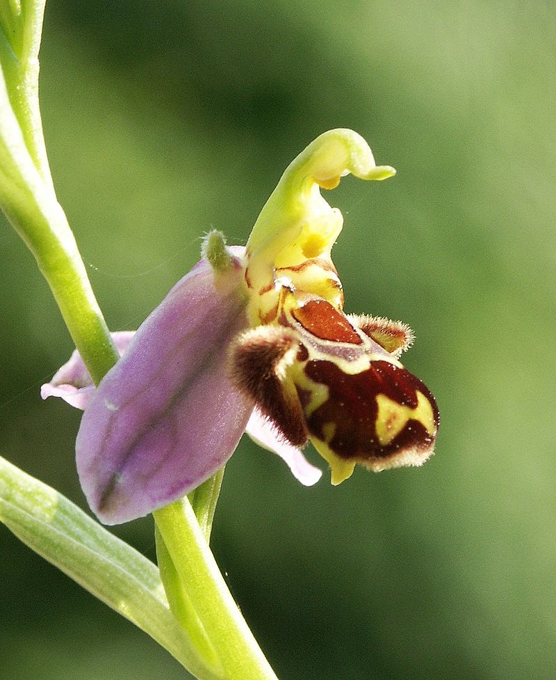 800px-Ophrys apifera flower3