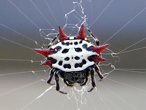 300px-Gasteracantha cancriformis 2