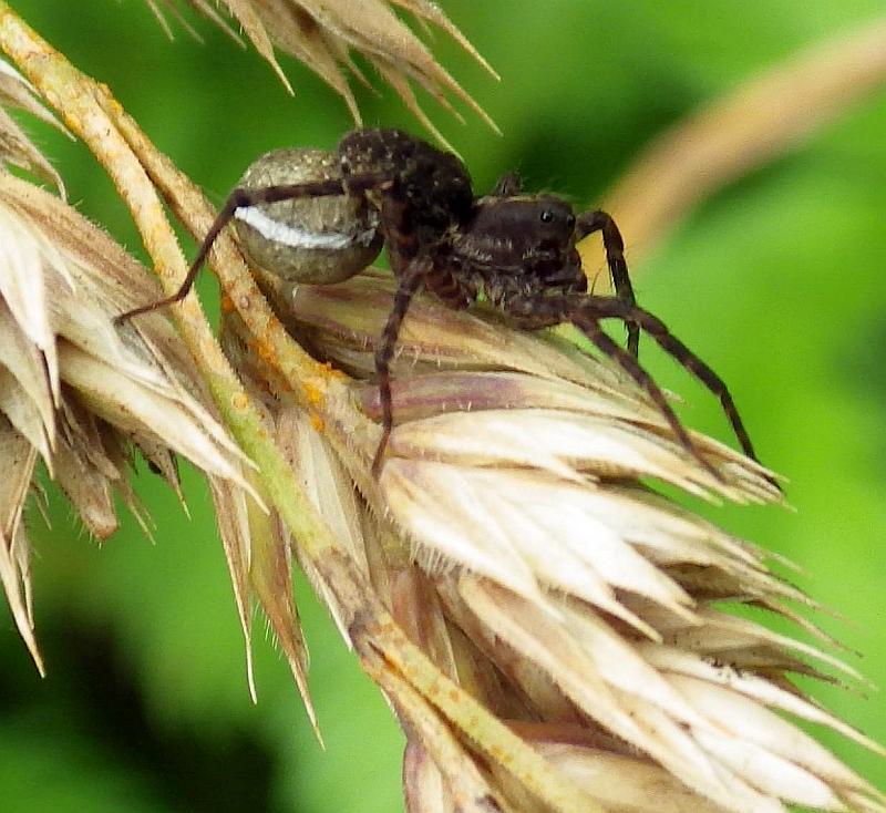 KK 6074spinne