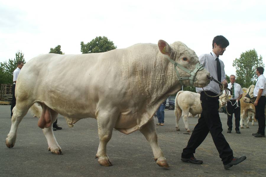 Zucht Bulle Charolais