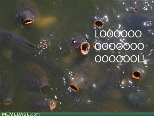 memes-lol-fish