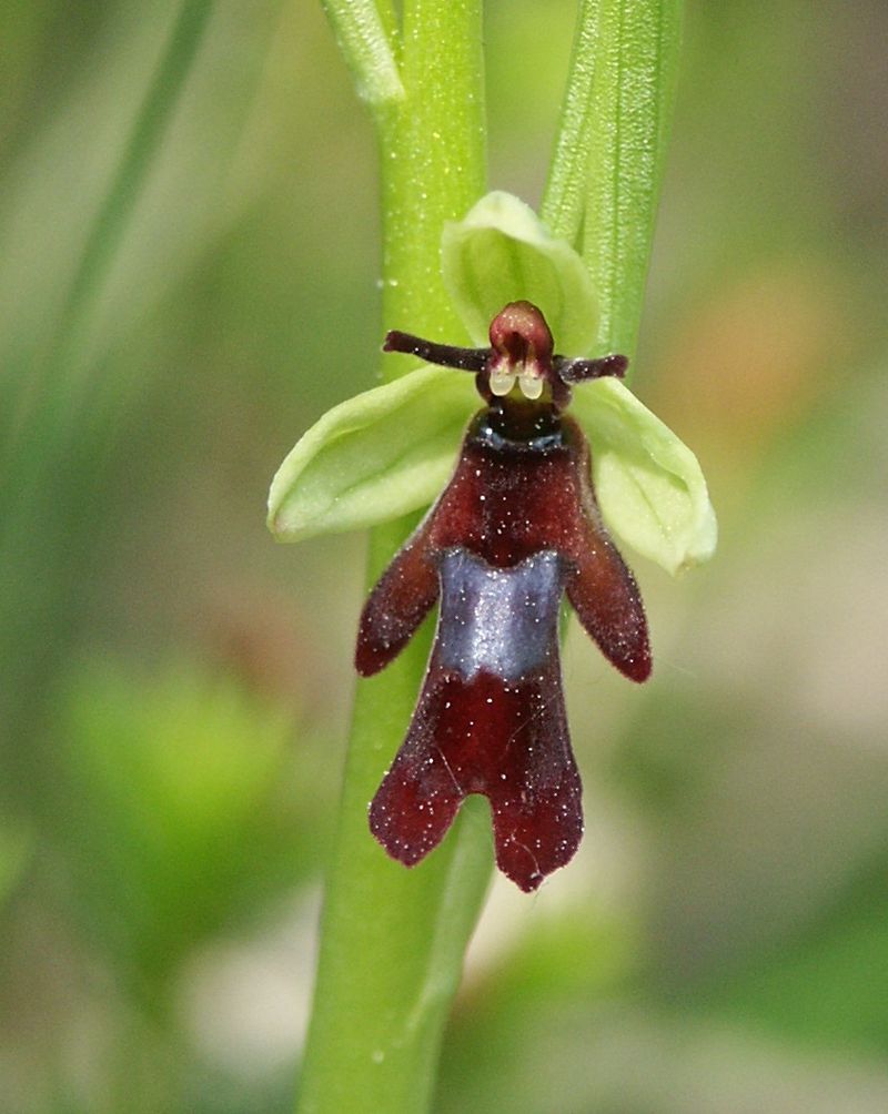800px-Ophrys insectifera flower