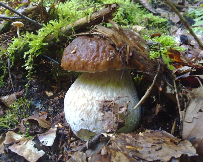 pilz2