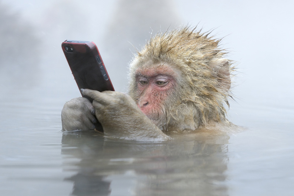 Die schönsten Tiere/Tierbilder der Welt Rotgesichtsmakak mit Handy