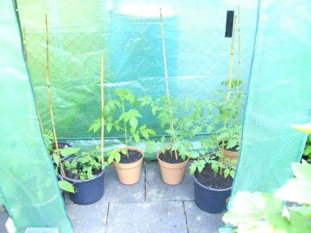 Tomaten im kleinen gruenen Haus