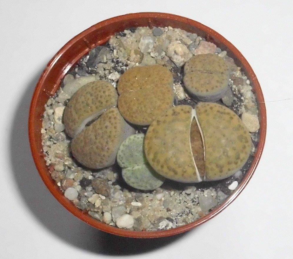 Lithops