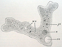 220px-Wilson1900Fig3