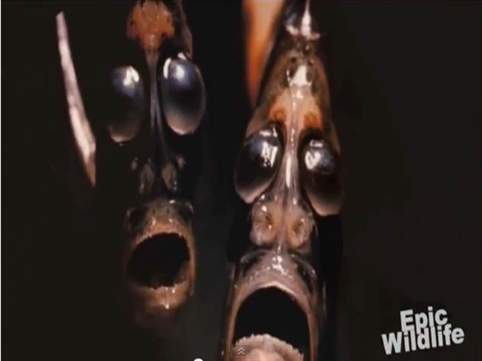 human faced fish